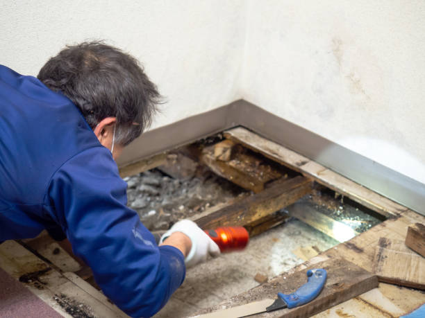 Best Commercial Mold Removal  in Ethete, WY