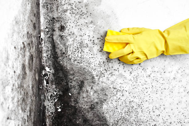 Best Certified Mold Removal  in Ethete, WY