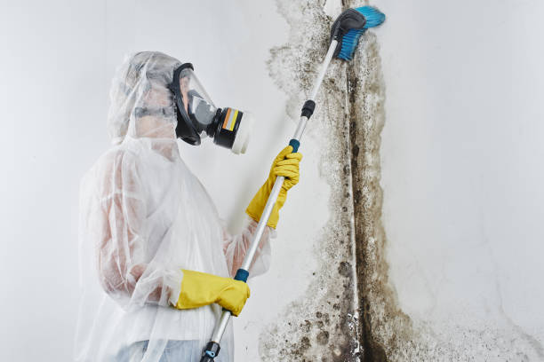 Best Same-Day Mold Removal  in Ethete, WY