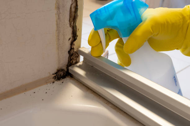 Best Emergency Mold Removal  in Ethete, WY