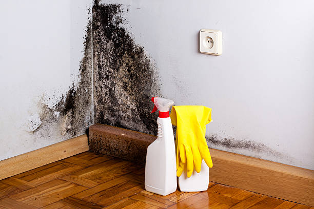 Best Mold Removal Company Near Me  in Ethete, WY