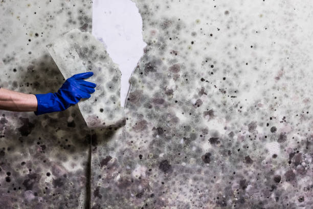 Best Mold Removal Near Me  in Ethete, WY