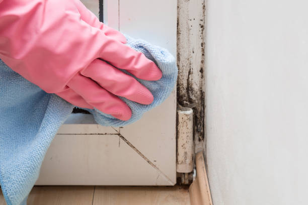 Best Mold Removal Company Near Me  in Ethete, WY